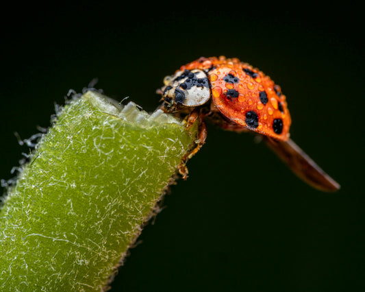 Hemp Farming 101 | Using Bugs Instead of Pesticides