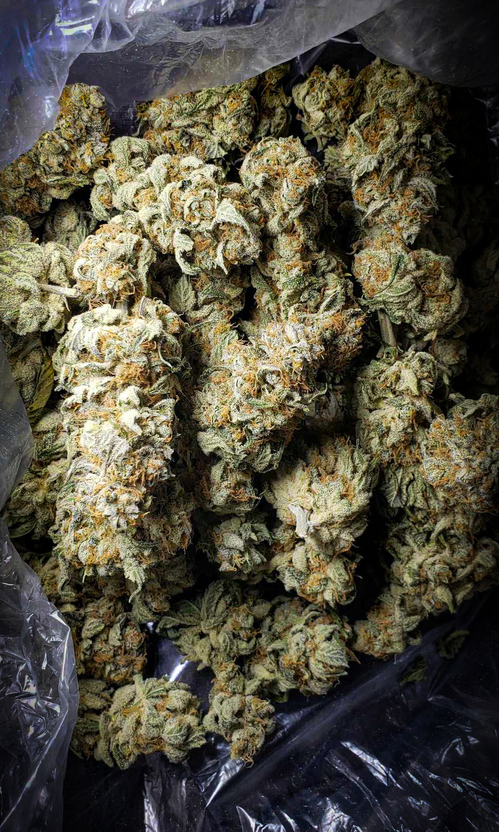 White CBG | Premium CBG Hemp Flower